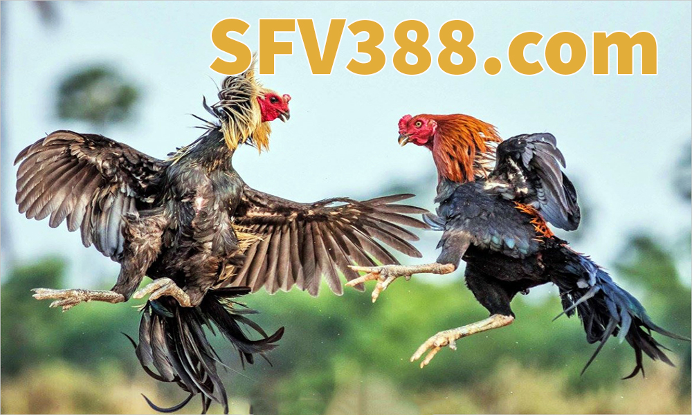 SFV388.com link đăng nhập đá gà SV388 không bị chặn